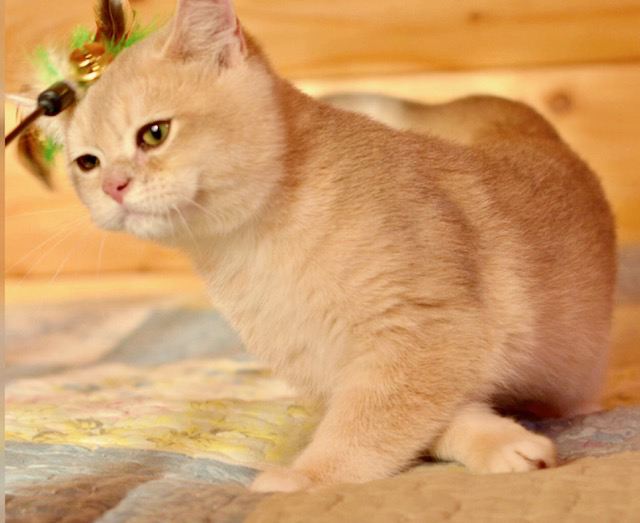 British Shorthair Cats Fantasy Fiesta Home Facebook