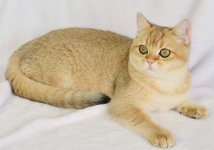  British Shorthair Breed Cat